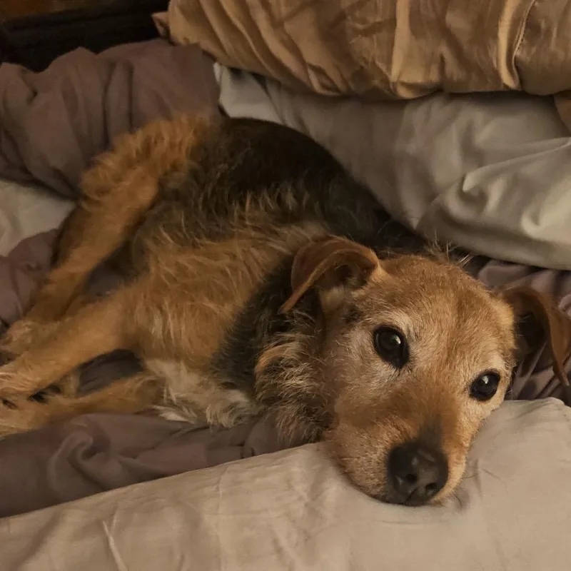 Teddy thumbnail 2
