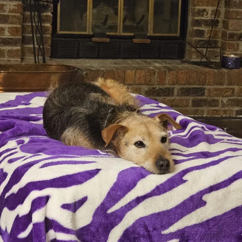 Teddy thumbnail 6