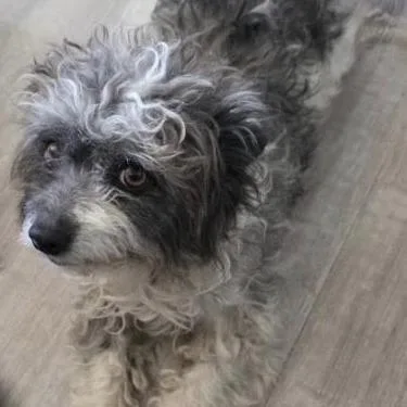 A young small-sized female Gray / Blue / Silver Terrier dog named Wendy for adoption in Sonoma, CA