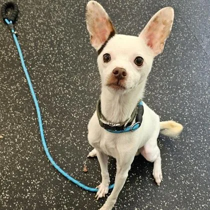 An adult small-sized male Chihuahua dog named Chino for adoption in Scotia, NY