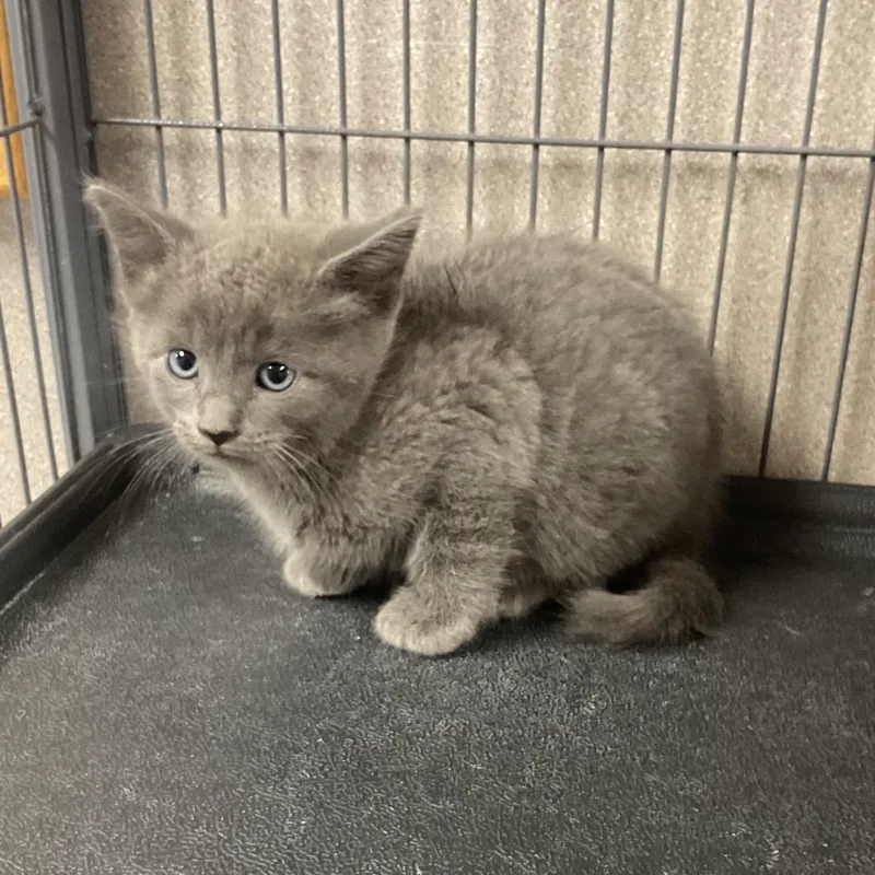 A baby small-sized male Gray / Blue / Silver Domestic Short Hair cat named Bud for adoption in St Joseph, MO