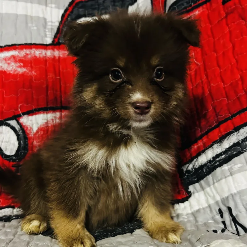 A baby medium-sized male Pomsky dog named Rolly for adoption in Oak Bluffs, MA