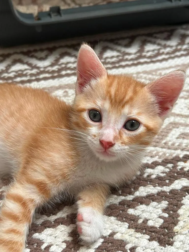 A baby small-sized male Domestic Short Hair cat named Puck for adoption in Sebastian, FL