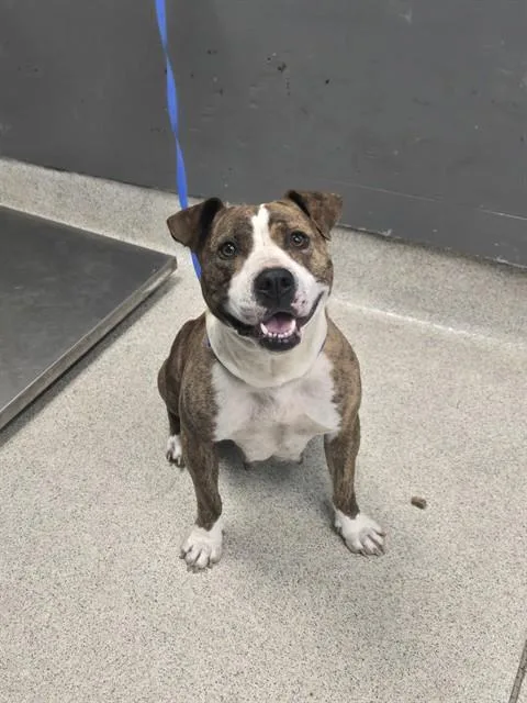 Petunia