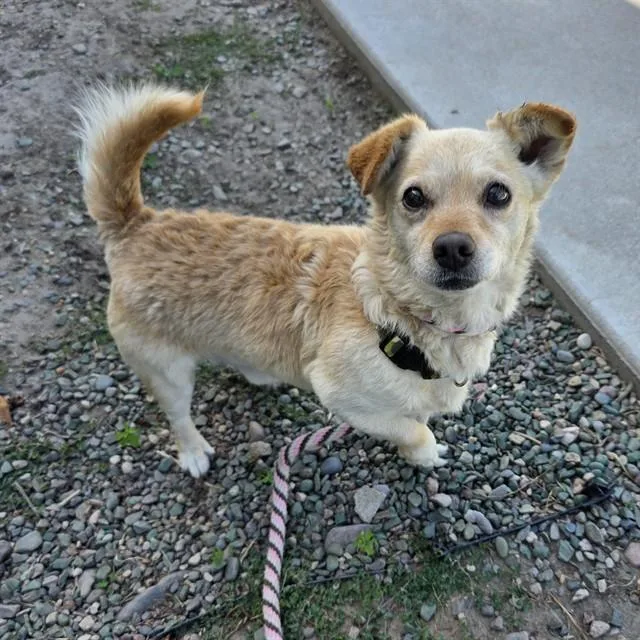 An adult small-sized male Chihuahua dog named Metro for adoption in Long Beach, CA