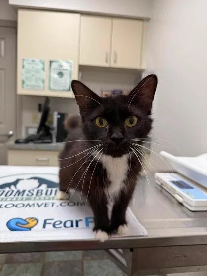 An adult medium-sized female Domestic Medium Hair cat named Princess Penelope for adoption in Berwick, PA