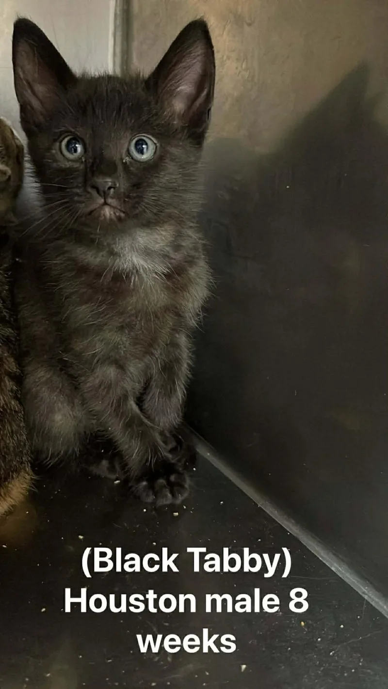 A baby medium-sized male Black & White / Tuxedo Domestic Long Hair cat named Houston for adoption in Fort Payne, AL