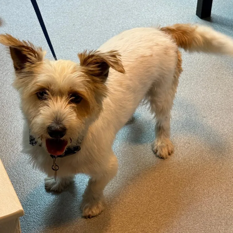 An adult medium-sized male Terrier dog named Toby for adoption in Cumming, GA