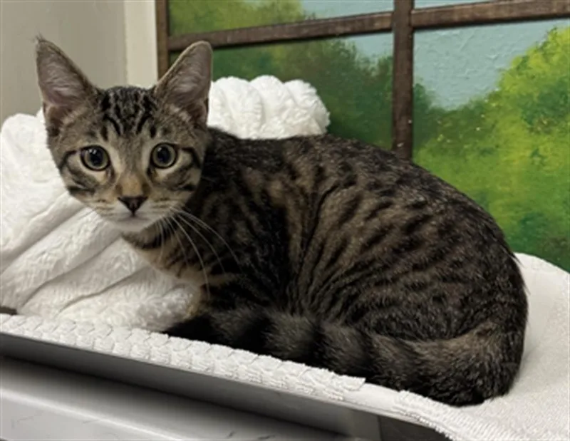 A baby small-sized male Domestic Short Hair cat named Thor for adoption in Houston, TX