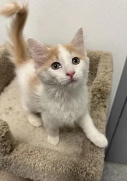 A baby medium-sized male Buff / Tan / Fawn Domestic Short Hair cat named Abu for adoption in Tinley Park, IL