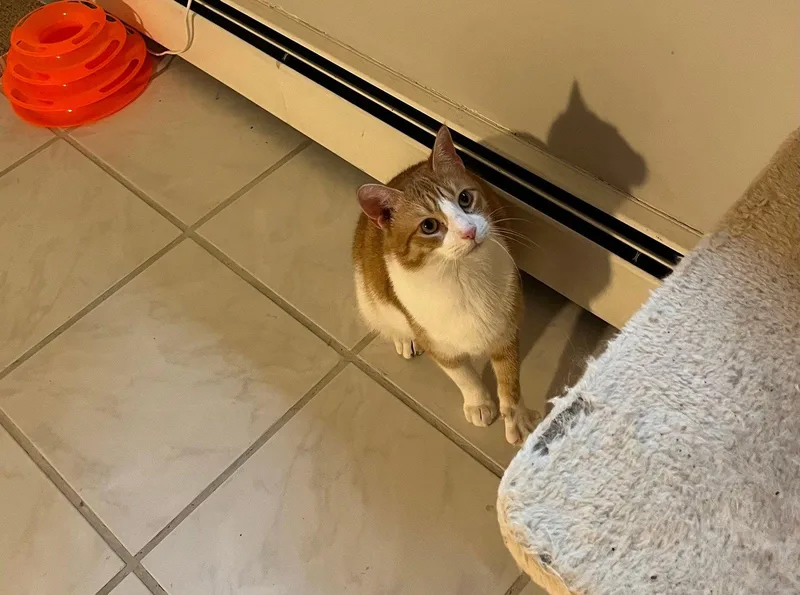 Marmalade