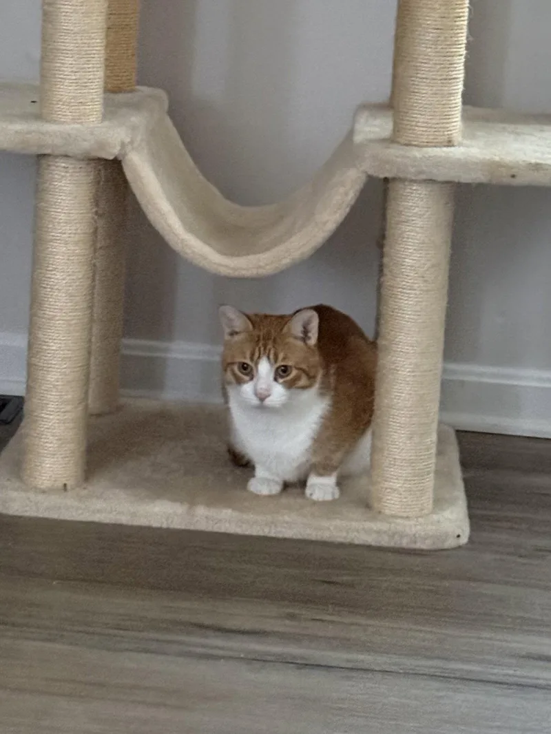 Marmalade thumbnail 3