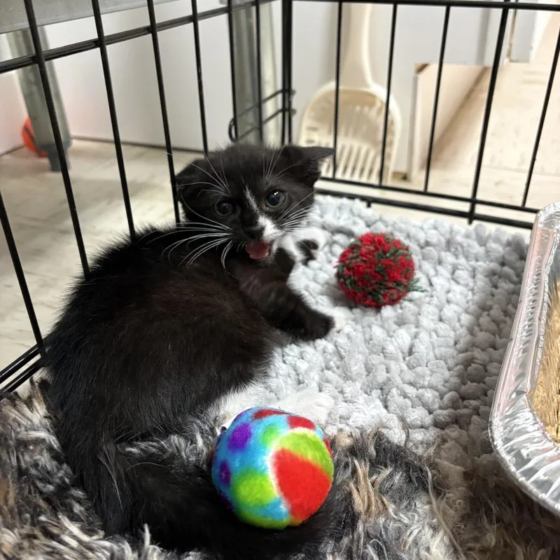 A baby small-sized female Black Domestic Short Hair cat named Pippa for adoption in Pensacola, FL