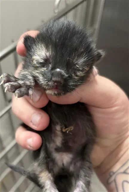 A baby medium-sized female Domestic Short Hair cat named Girl for adoption in Houston, TX