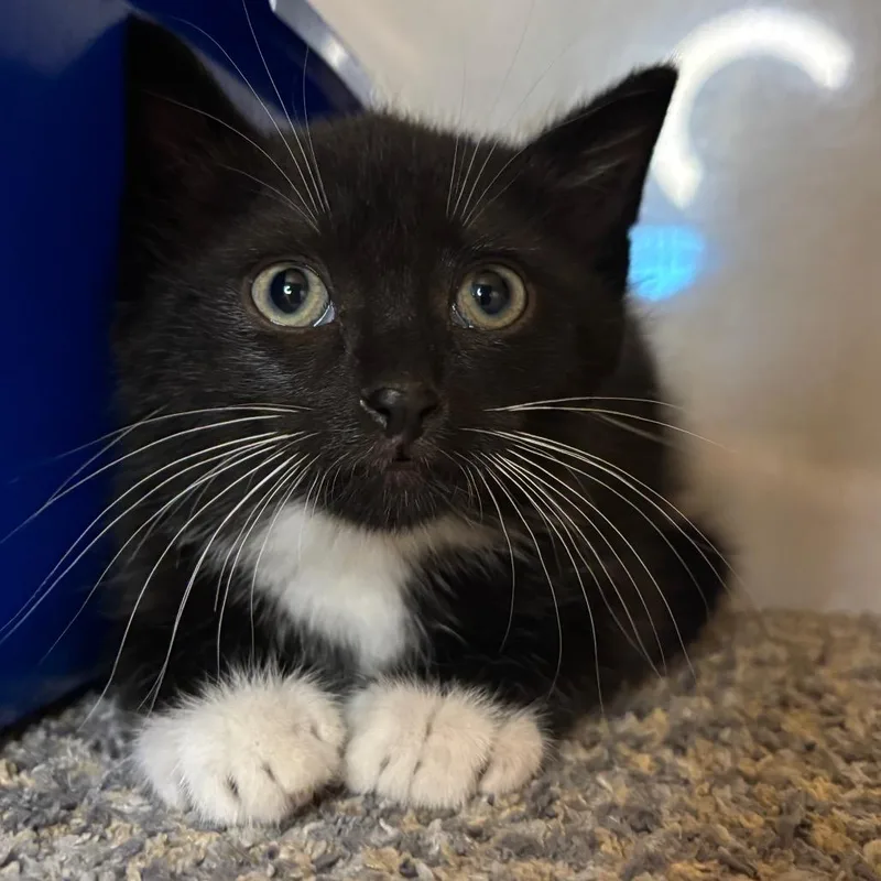 A baby small-sized male Black Domestic Short Hair cat named Skipper for adoption in Washington Township, OH
