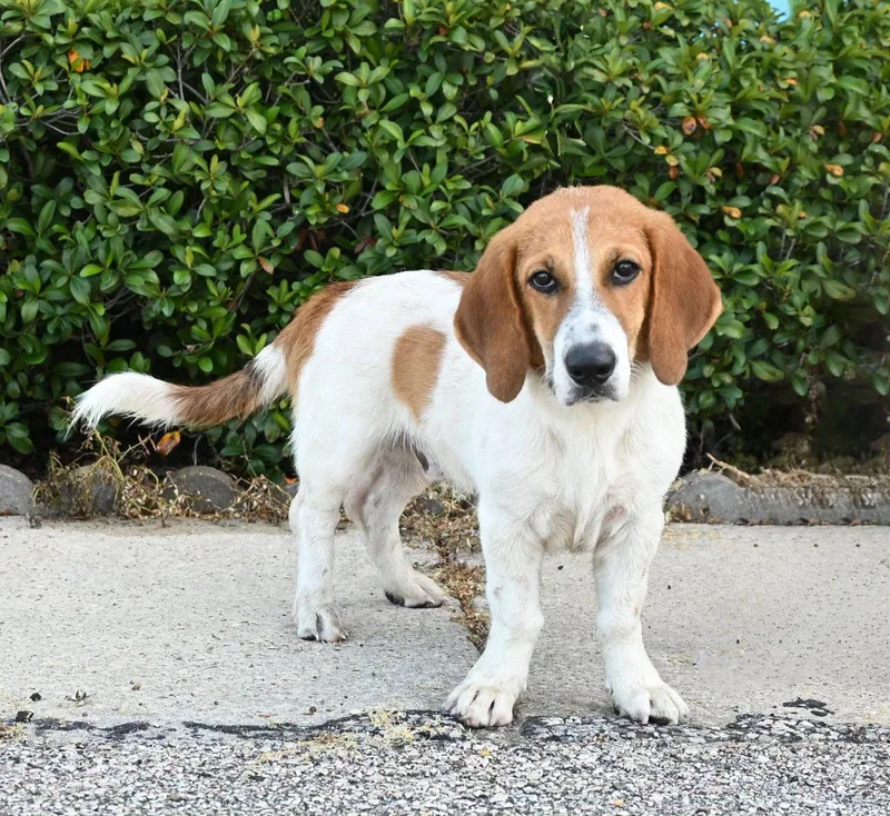 A young medium-sized male Basset Hound dog named Tank for adoption in Mays Landing, NJ
