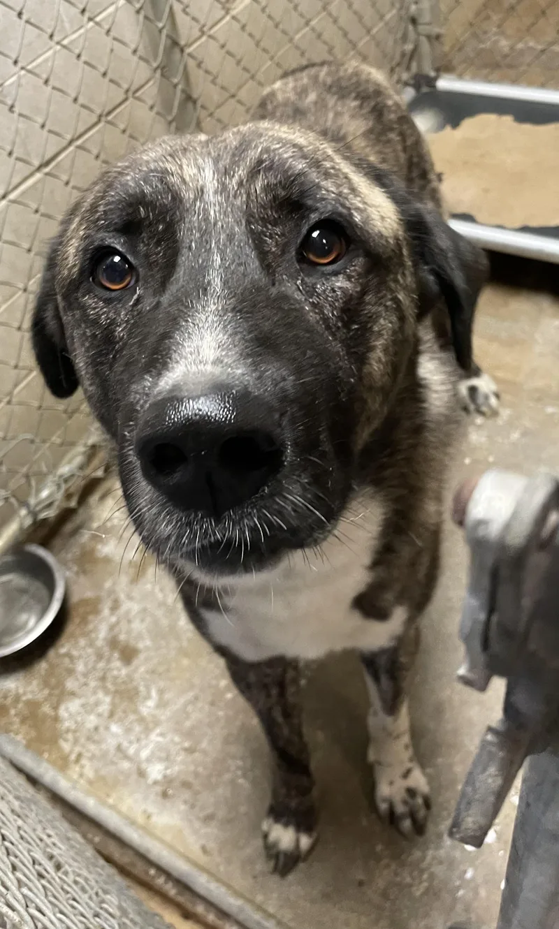 A young extra large-sized male Brindle Anatolian Shepherd dog named Tony HOLD for adoption in Canton, OH