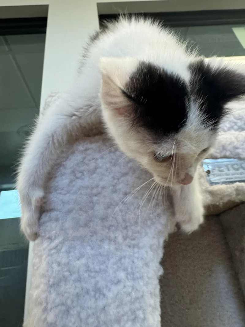 A baby medium-sized female Black Domestic Short Hair cat named Josephine for adoption in Liberty, MO