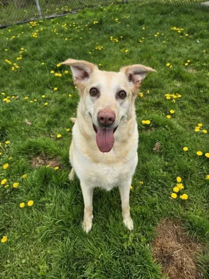 A senior large-sized male Yellow / Tan / Blond / Fawn Labrador Retriever dog named Harley for adoption in Harbor Springs, MI