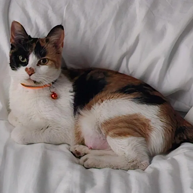An adult medium-sized female Calico cat named Queen C for adoption in Pasco, WA