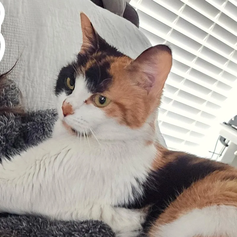 Queen C thumbnail 2