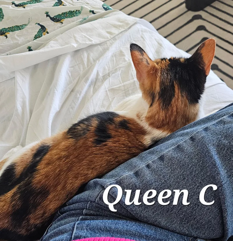 Queen C thumbnail 3