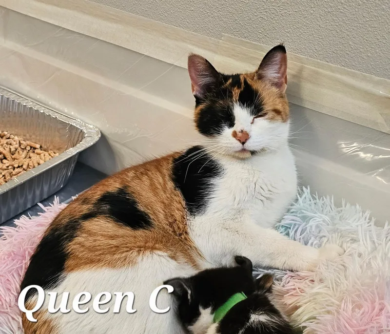 Queen C thumbnail 4