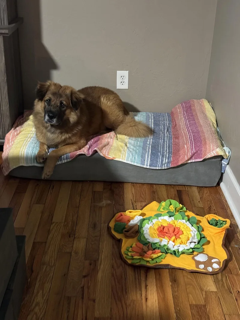 An adult large-sized male German Shepherd Dog dog named Husk for adoption in Valrico, FL