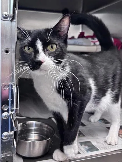 An adult small-sized female Domestic Short Hair cat named Skittles for adoption in Madison, NJ