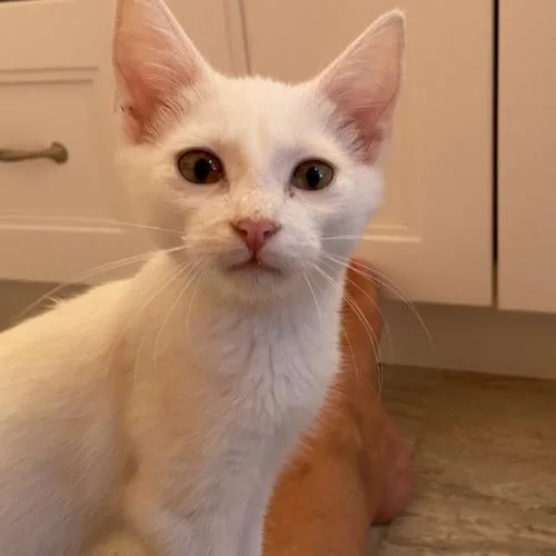 A baby small-sized male White Domestic Short Hair cat named Pop for adoption in Toms River, NJ