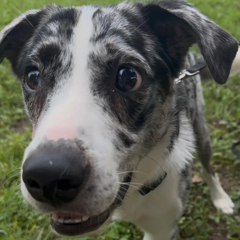 Baxter