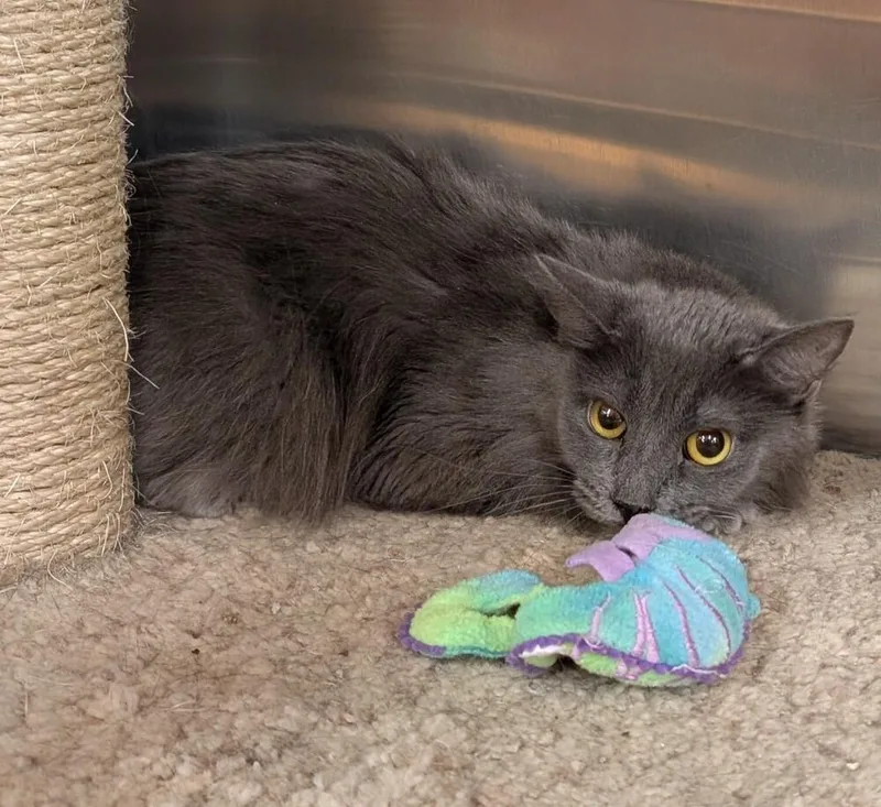 An adult large-sized female Gray / Blue / Silver Domestic Long Hair cat named Smaug for adoption in Tucson, AZ