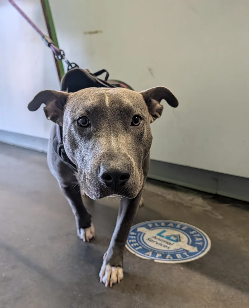 A young large-sized female Pit Bull Terrier dog named Baby Girl for adoption in Los Angeles, CA