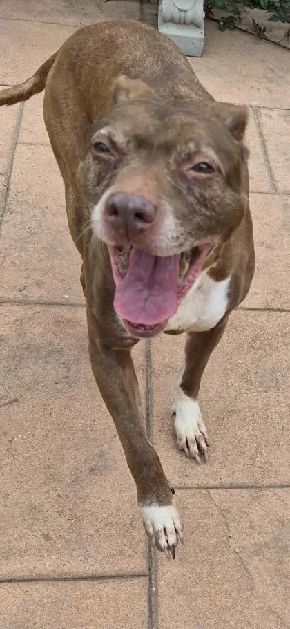 An adult medium-sized female Terrier dog named Betty White for adoption in Shreveport, LA