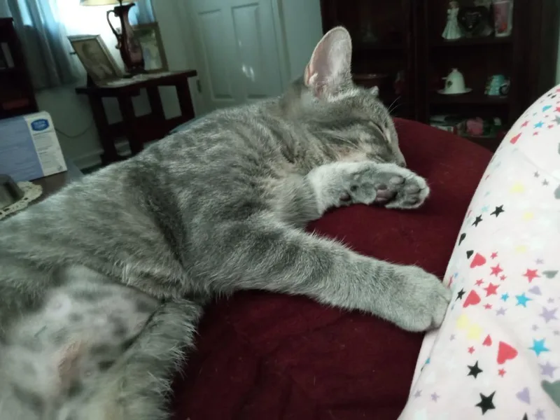 A baby medium-sized female Domestic Short Hair cat named Peach for adoption in LIberty, NY