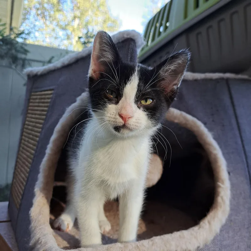 A baby medium-sized female Black & White / Tuxedo Domestic Short Hair cat named Zsa Zsa for adoption in Jacksonville, FL