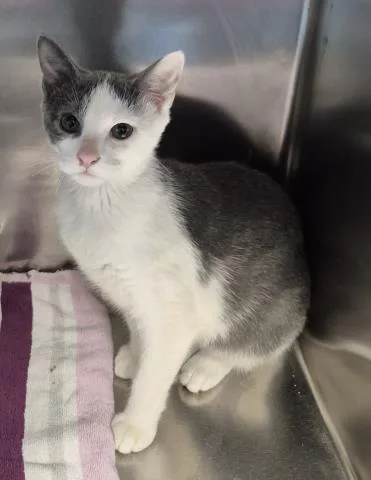A baby small-sized male Domestic Short Hair cat named Catberry for adoption in Decatur, IL