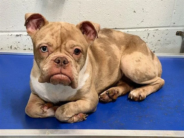 An adult medium-sized female American Bulldog dog named Harper for adoption in Tavares, FL