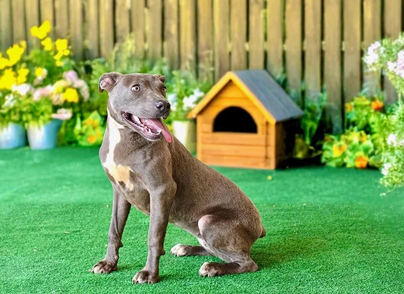 A young medium-sized female American Staffordshire Terrier dog named Trinity for adoption in Mico, TX