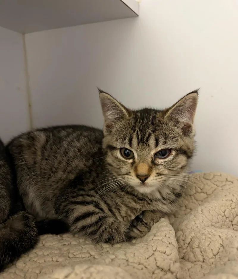 A baby small-sized female Domestic Short Hair cat named Mia for adoption in Liverpool, NY