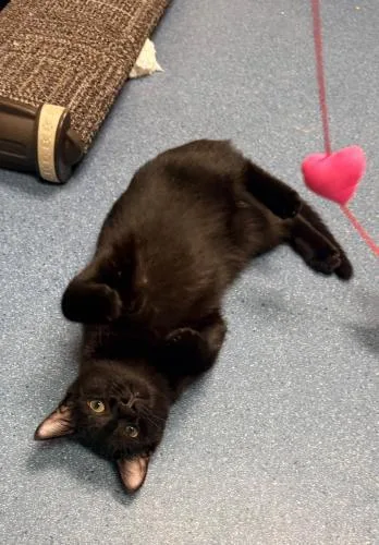 A baby small-sized female Domestic Short Hair cat named Eclipse for adoption in St. Johnsbury, VT