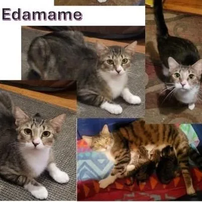 A young medium-sized female Brown / Chocolate Domestic Short Hair cat named Edamame for adoption in Orangevale, CA