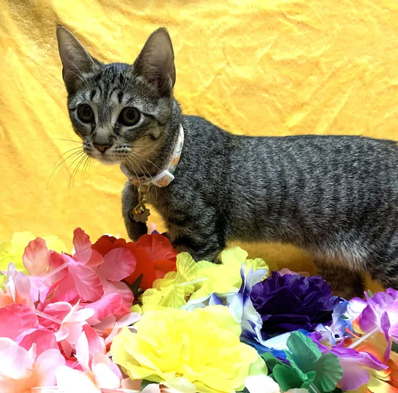 Pawdrey Hepburn Spunkynsweet thumbnail 2