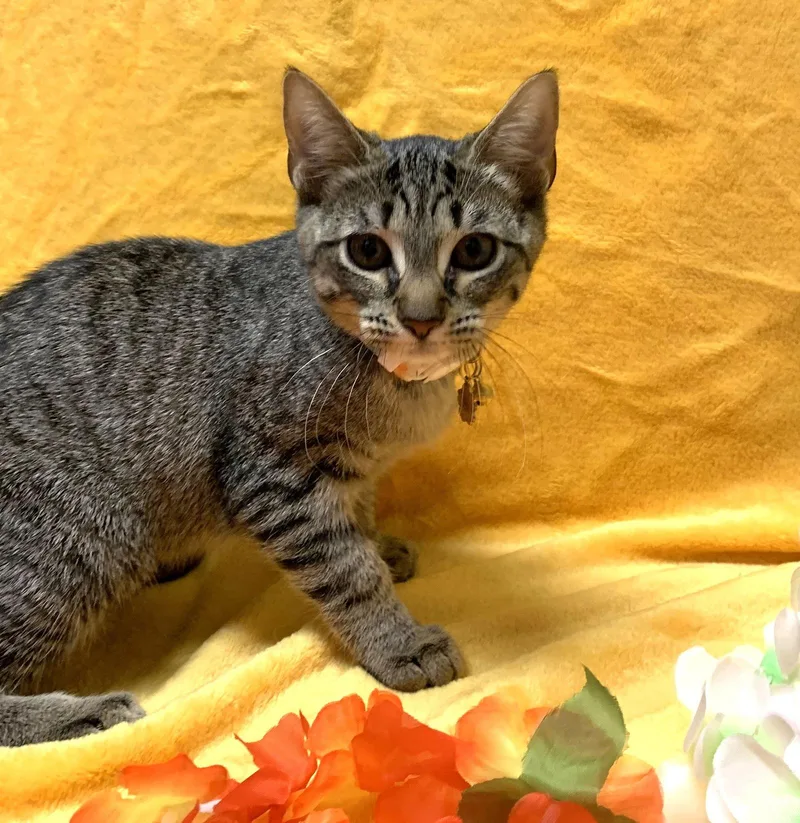 Pawdrey Hepburn Spunkynsweet thumbnail 3