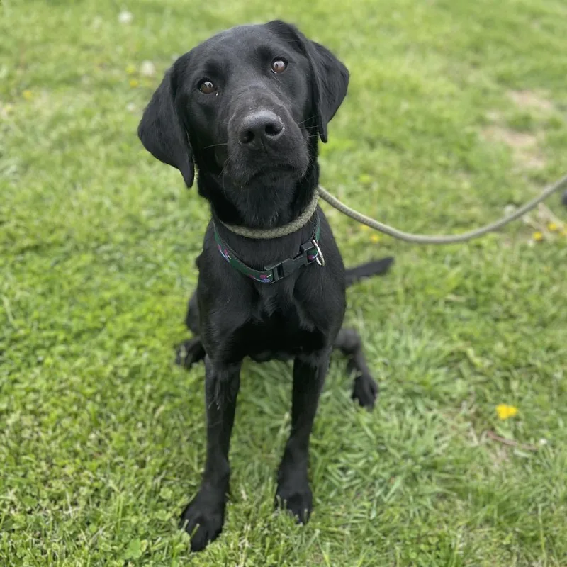 Sirius Black