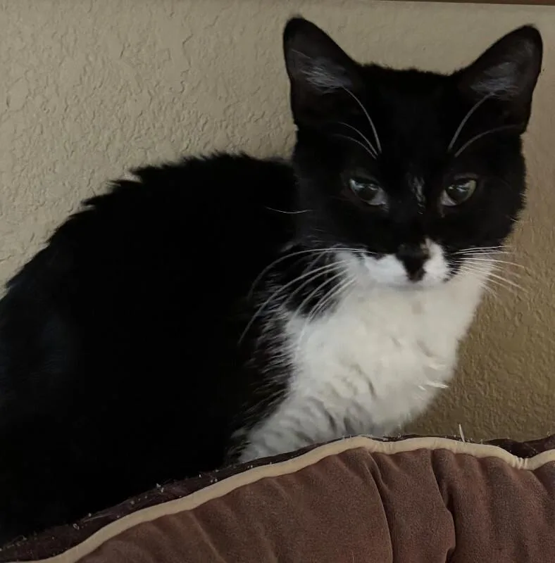 An adult medium-sized female Black Domestic Short Hair cat named Magpie for adoption in Fort Collins, CO