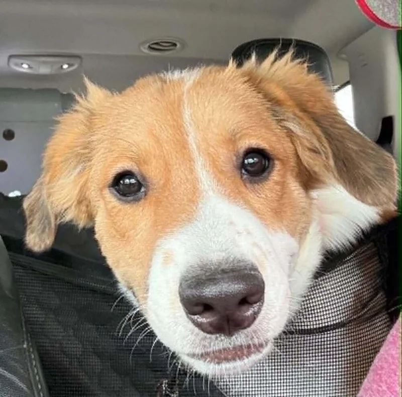Lulu