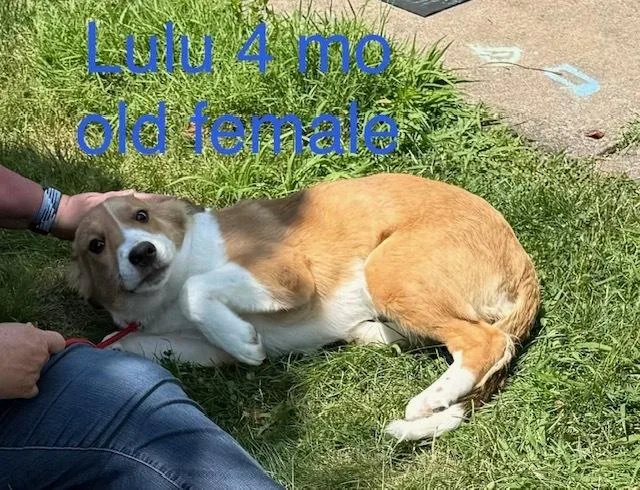Lulu thumbnail 6