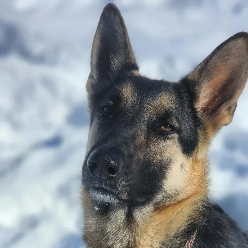 An adult medium-sized female Black German Shepherd Dog dog named Xena for adoption in Tulsa, OK