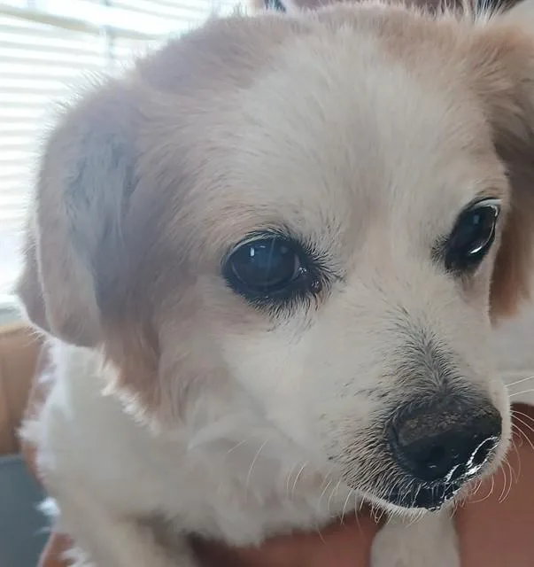 A senior small-sized male Chihuahua dog named Schmitty for adoption in Lodi, CA